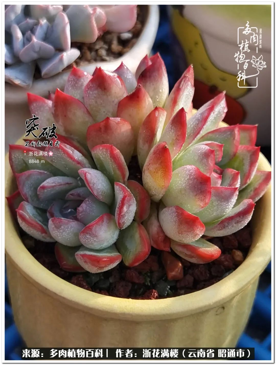 奔跑吧跑步,奔跑吧多肉盆栽