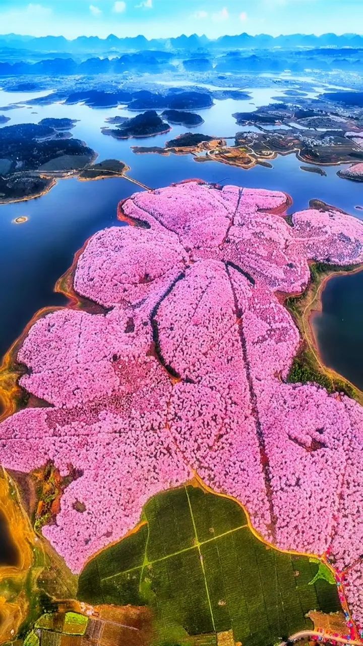 贵州安顺平坝万亩樱花园,安顺平坝樱花园面积有多少