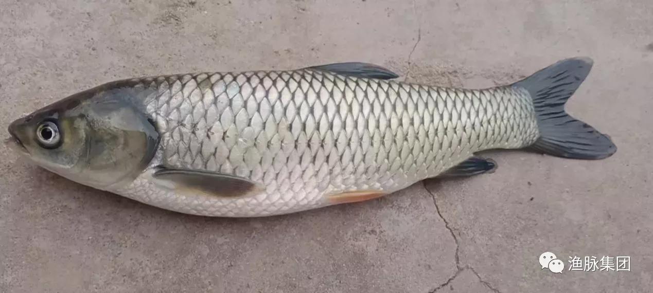 烂鱼鳍烂尾掉鳞是什么原因,锦鲤掉鳞片烂肉是什么原因