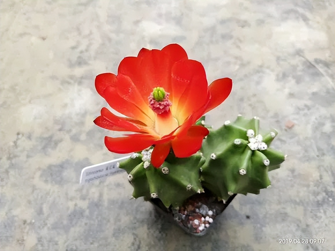 200种·仙人球开花图鉴，大开眼界，美到爆