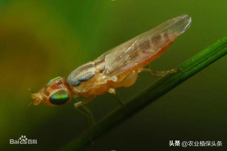 昆虫的习性与行为与害虫防治,害虫防治与昆虫分类