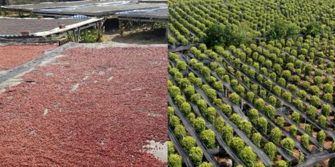 世界进口香料,国际香料出口