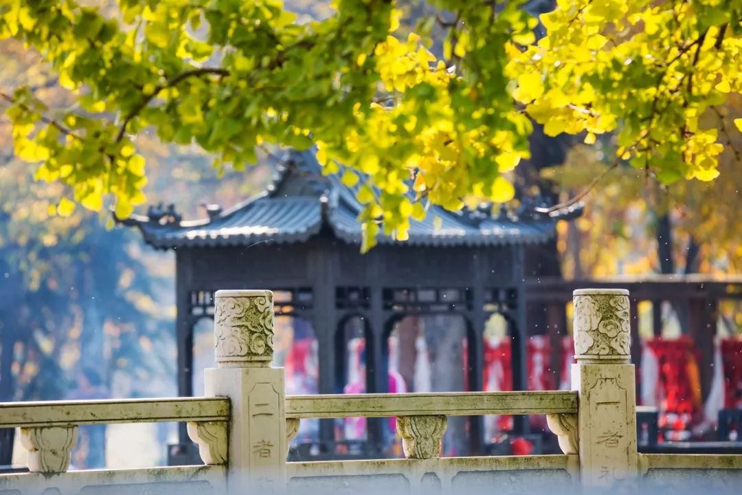 每一片银杏都不会辜负秋天,银杏从来不负秋原唱