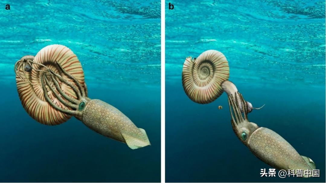 壳包肉包壳包肉……它是远古鱿鱼*亲近**，最后长成“五花肉”