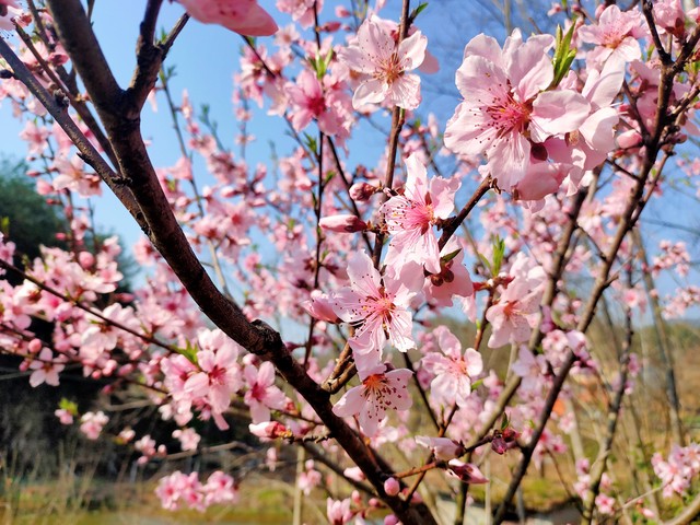 李姓排名和姓李的故事,李姓排行第几名