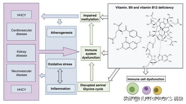 叶酸的营养价值，帮助提升免疫力
