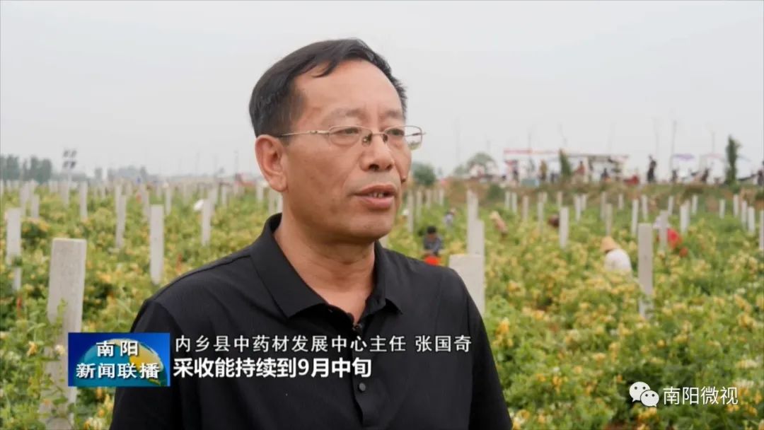 金银花成农民致富之花,金银花产业助力乡村振兴