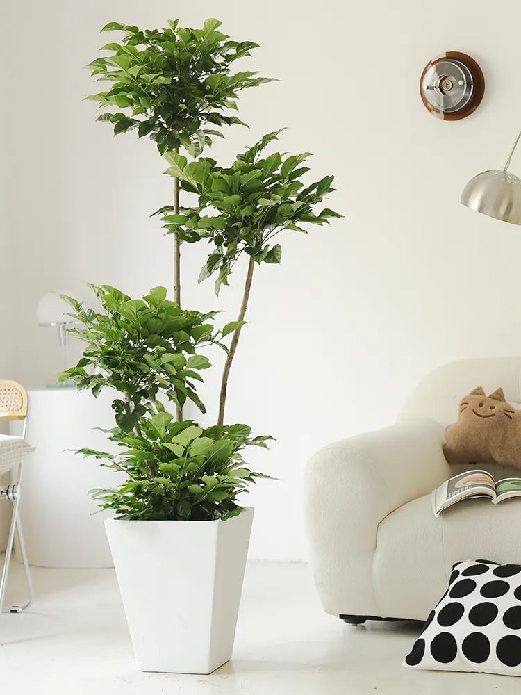 幸福树爱晒太阳吗,幸福树叶子浓绿是什么原因