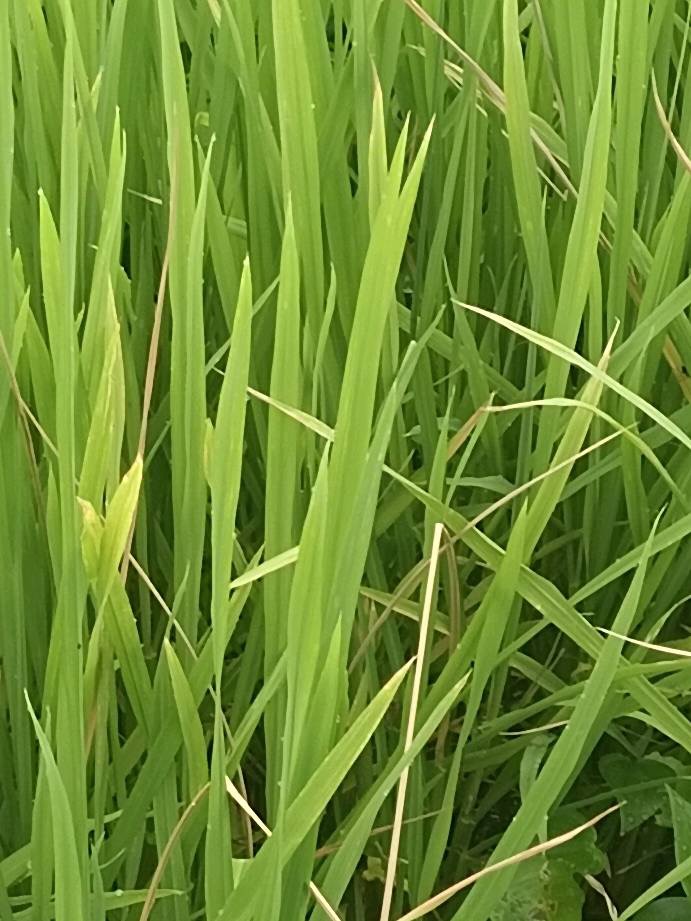 水稻飞蛾用什么药才能消灭,水稻出现飞蛾有必要打农药吗