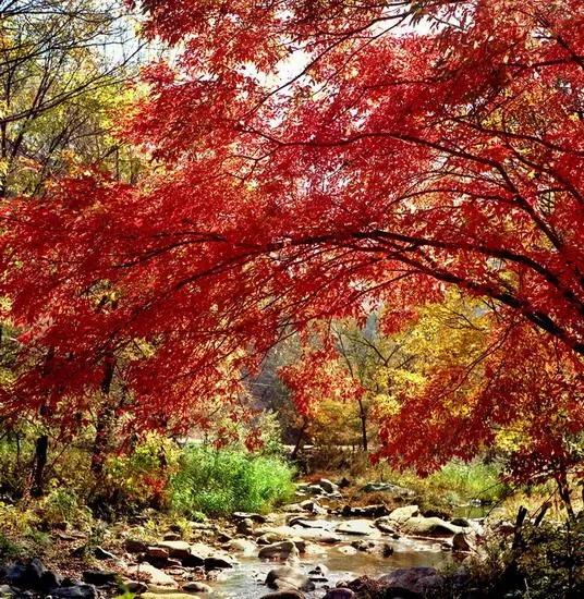 抚顺猴石国家森林公园,抚顺猴石森林公园视频