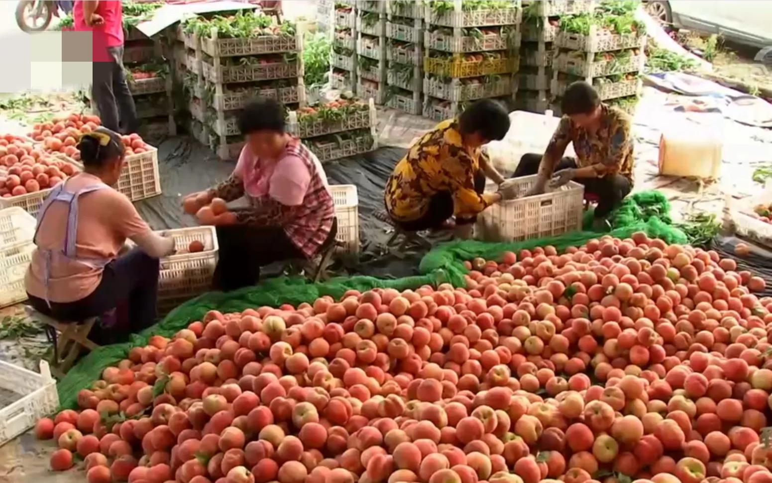 山东女孩承包5600亩地,女子承包500亩地种红薯被村民偷挖