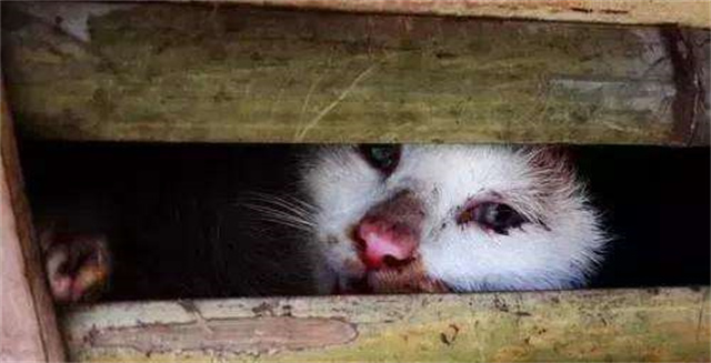 越南不养猫却一年吃掉400万只,越南一年吃400万只猫是真是假