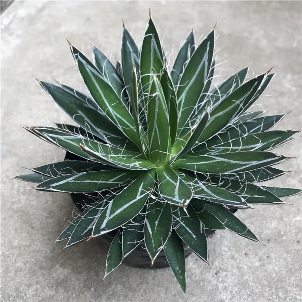 十种最吉利的镇宅花,家里养这5种旺宅花