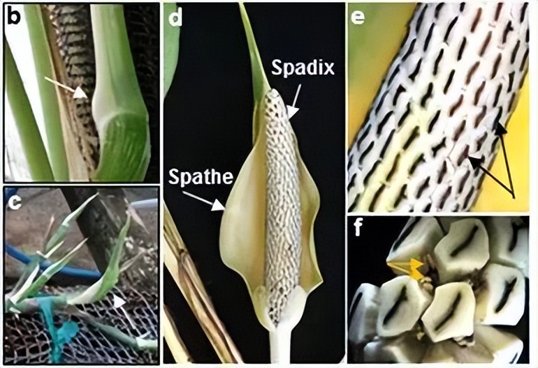 绿萝用什么肥料养才会开花,水培绿萝要多长时间才能开花