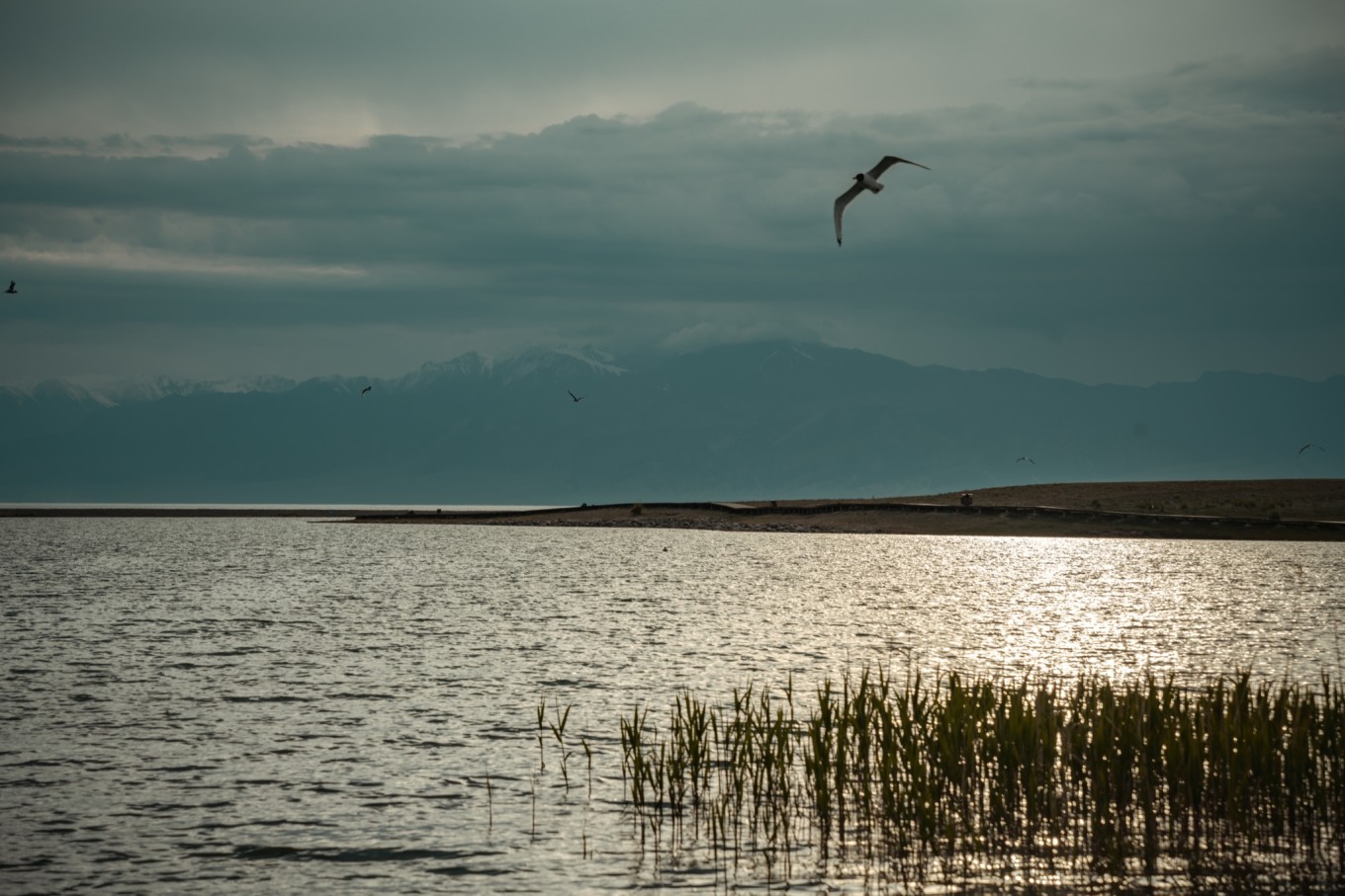 新疆伊犁之美,走了一圈才发现世界万物远不及你