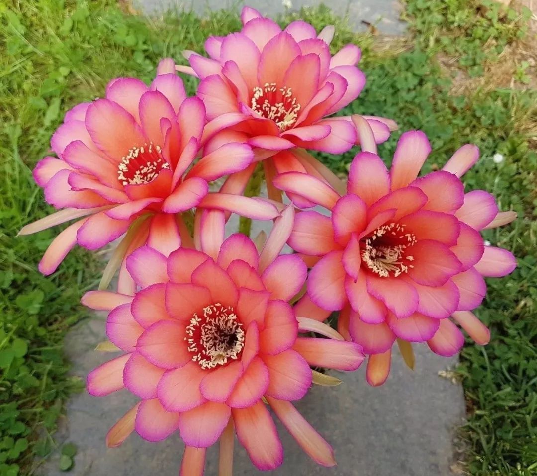 200种·仙人球开花图鉴，大开眼界，美到爆