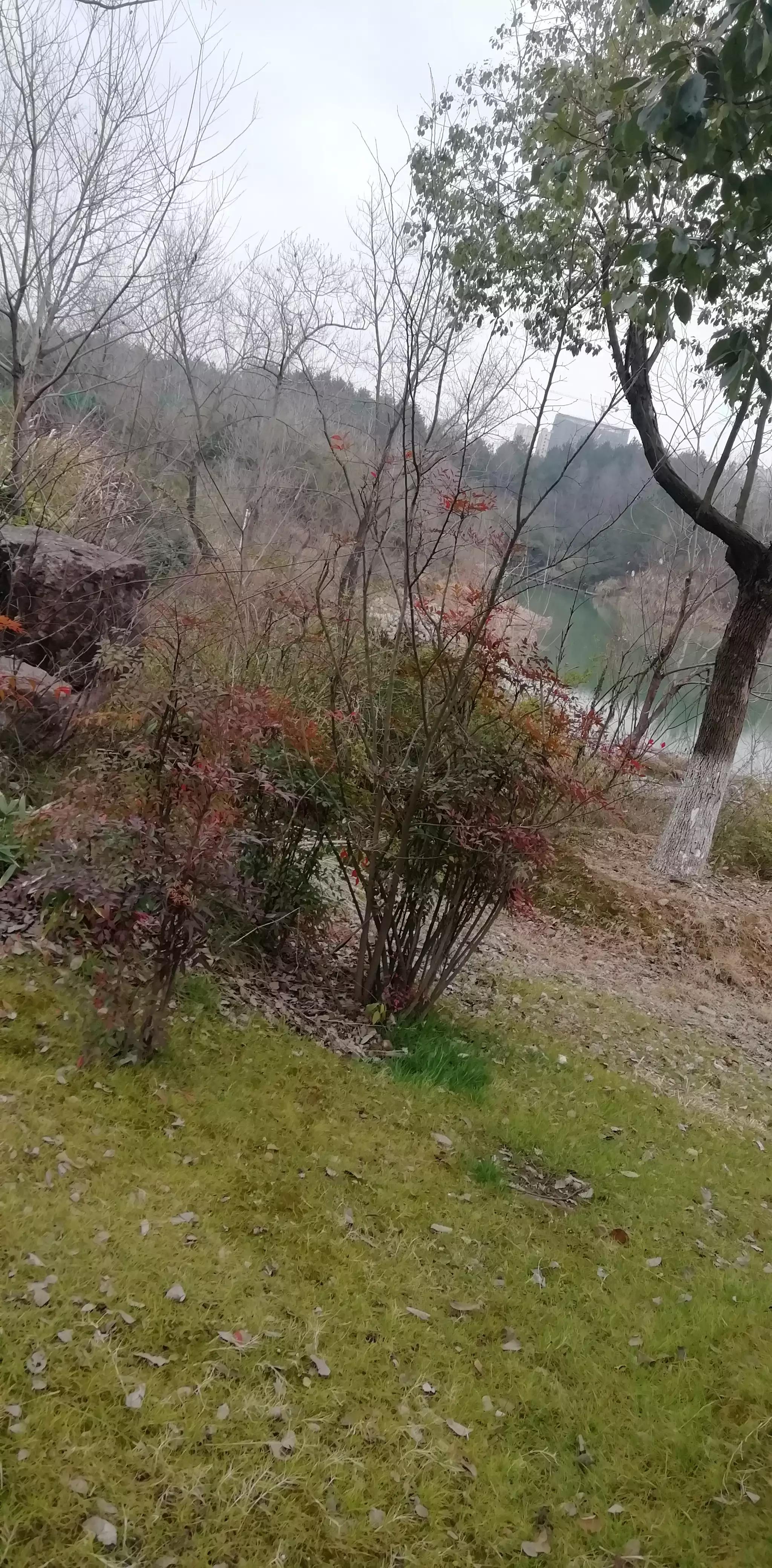 请投友们评论拍摄的怎么样？