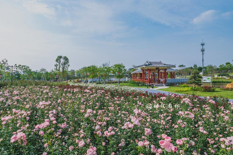 哪些品种的月季耐寒适合阳台栽种,南方最值得种好养的月季