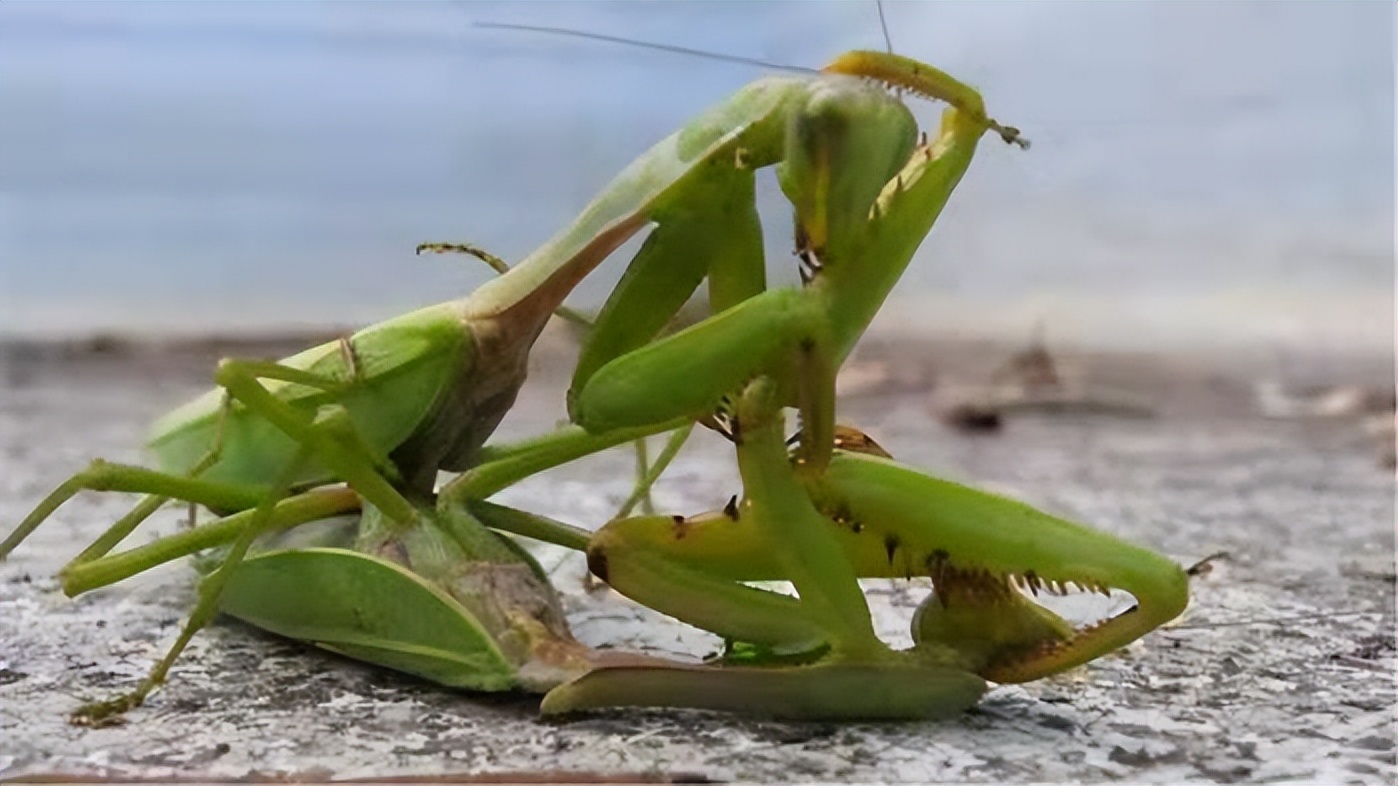 盘点十大难以杀死的动物,被砍了头的鸡还能活多久