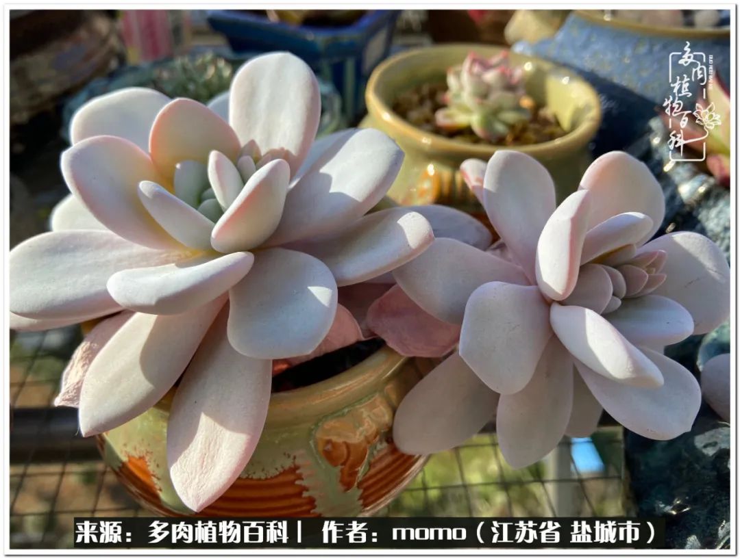 露养一个月的多肉图片,露养多肉春天外面过夜么