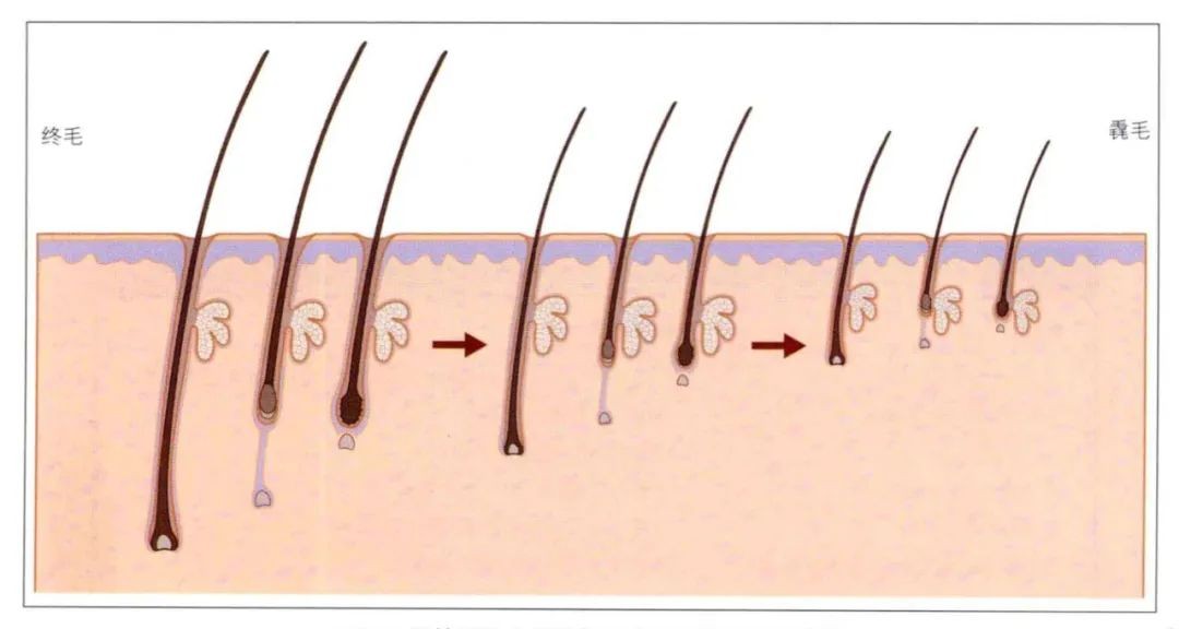 长出小绒毛意味着什么,长出毳毛就是脱发好转吗