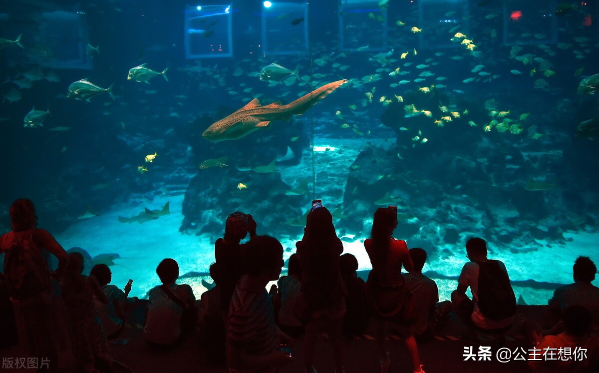 新加坡7个冷知识英文,世界上养猫最多的国家