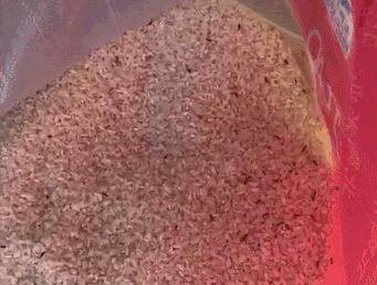 家里米面有虫子是怎么回事,米面有小小虫怎么去除最快方法