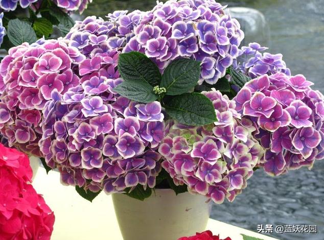 绣球花新叶发黑怎么办,绣球花期过了怎么处理