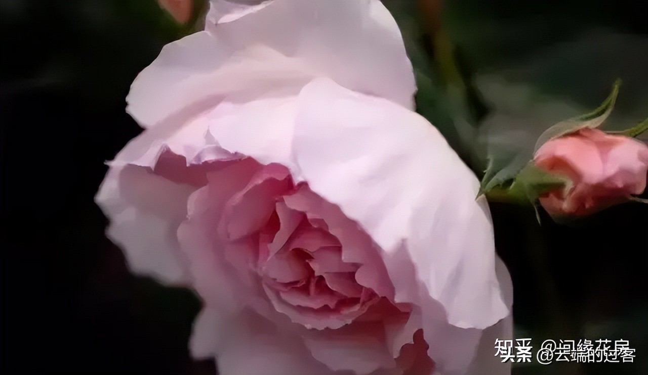 1到99朵玫瑰的含义图片,1到99朵玫瑰花语是什么