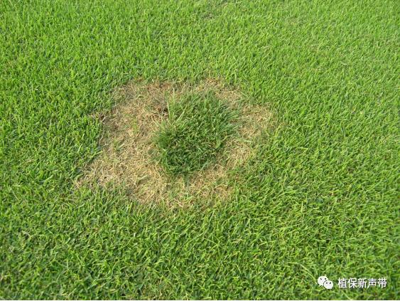 草坪锈病的病害预测及防治策略,草坪病害识别与防治