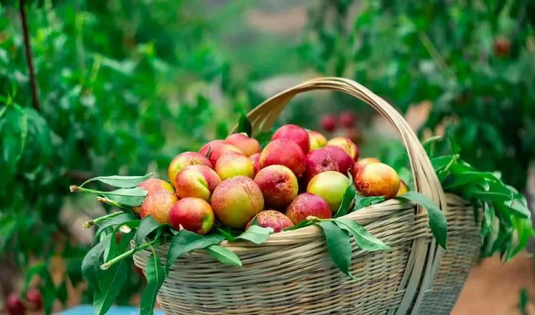 这里的“恩桃儿”红了