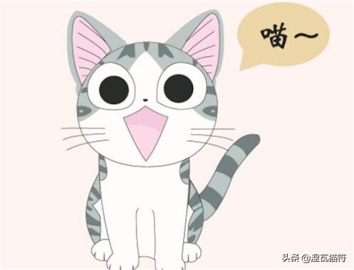 美短棕虎斑成年猫多少钱,美短虎斑猫有白毛领