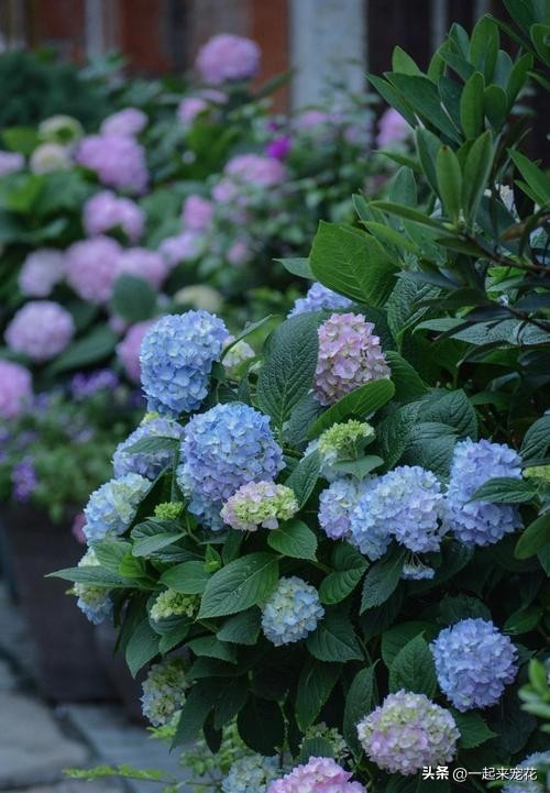 6种花冬季不要晒太阳,这5种花晒不死太阳越大开花越多