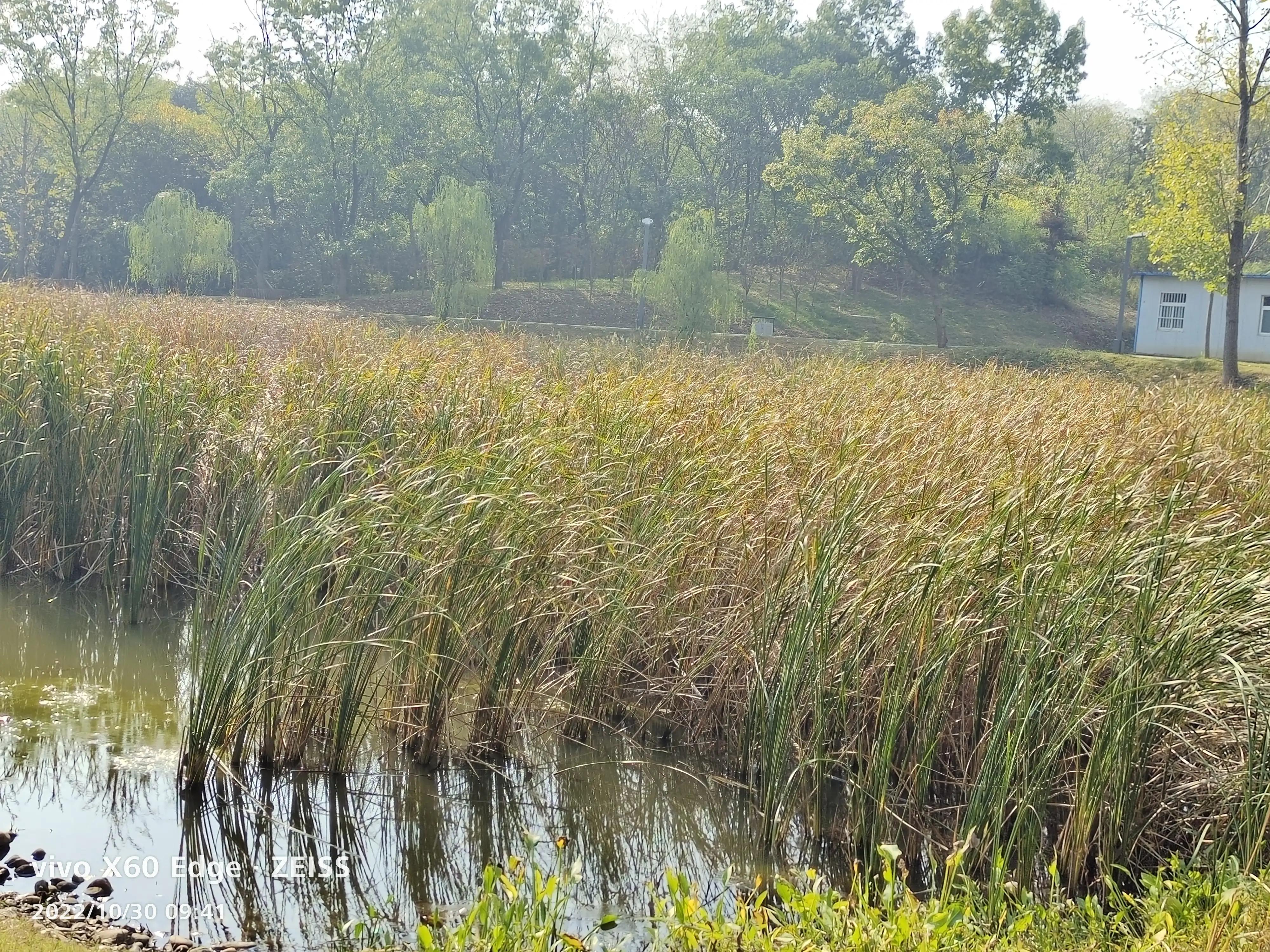 信阳羊山新绿廊公园,信阳最好的森林公园