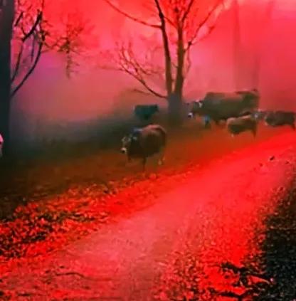 从莎普爱思的*局骗**说起,守护老年的人生