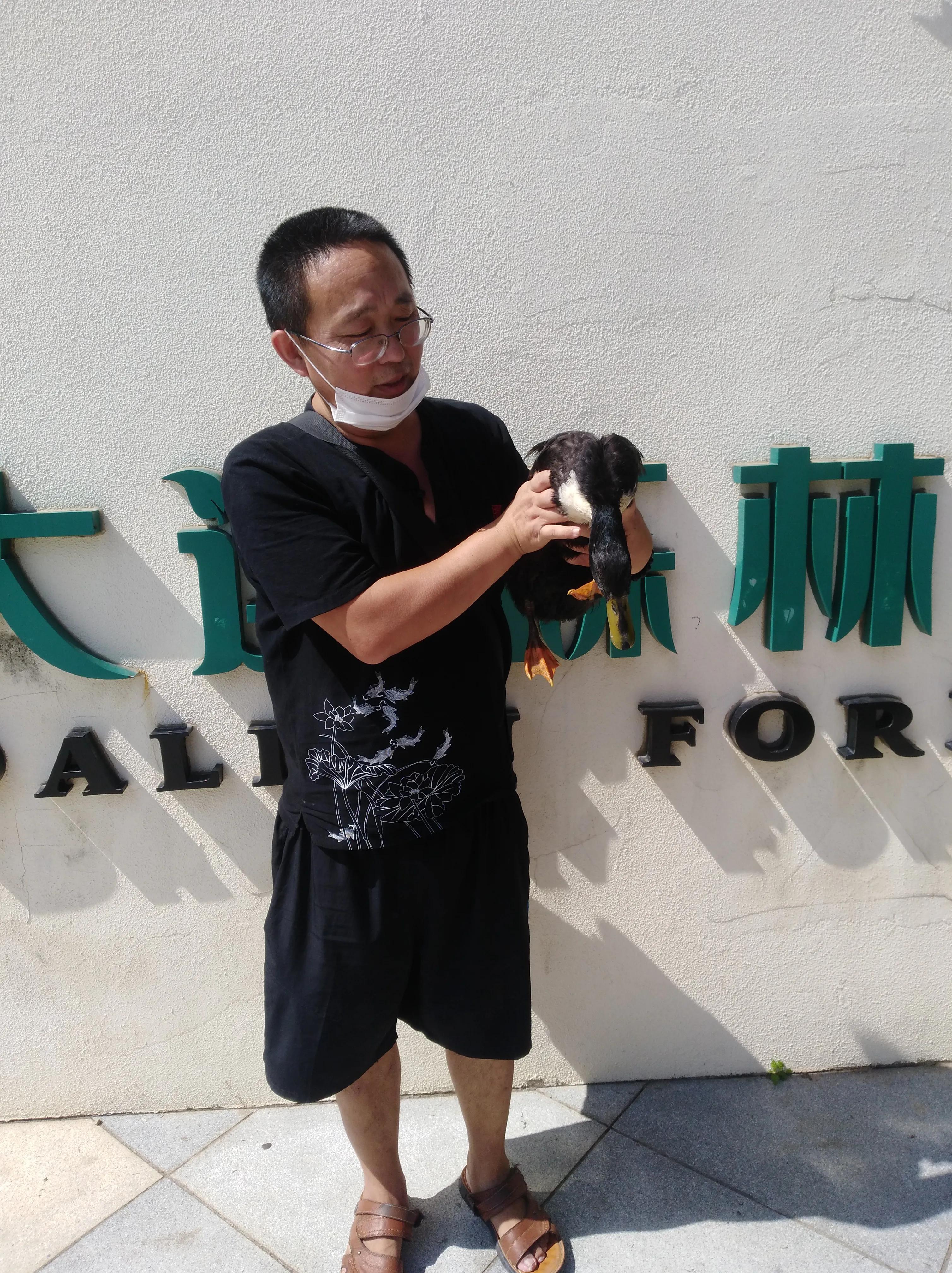 我想养一只小鸭子二年级作文,我想养一只小鸭子的主要内容