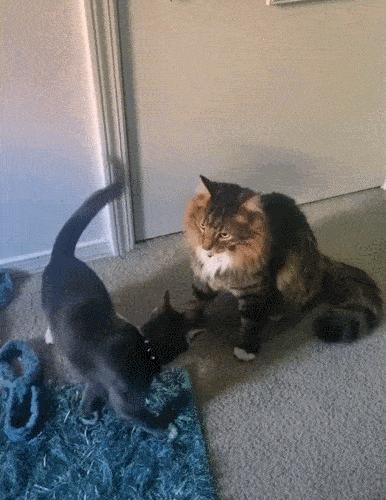 猫核酸检测有必要做吗,猫做核酸粤语视频