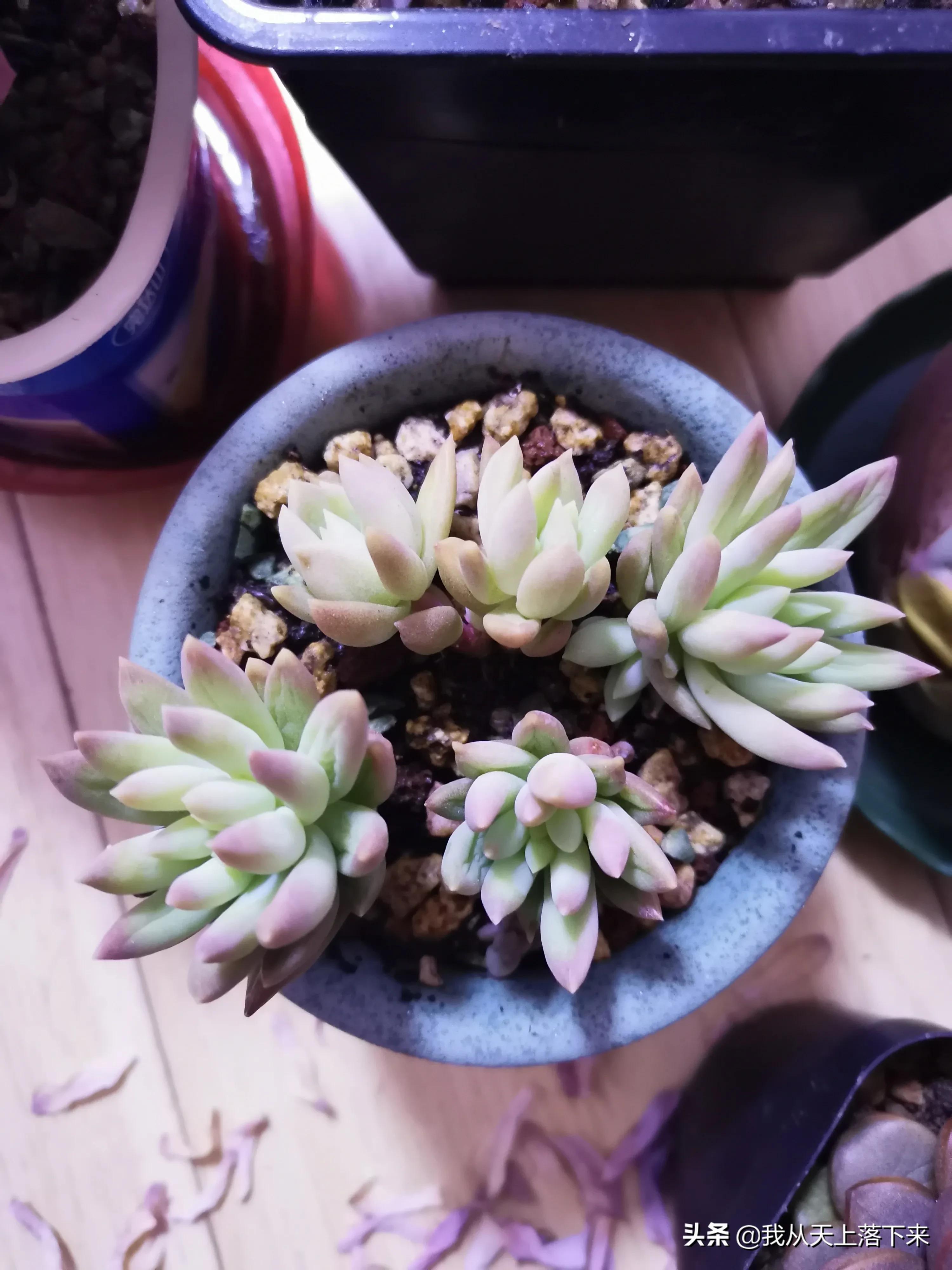 多肉品种及图片大全欣赏,多肉品种辨别图片大全欣赏