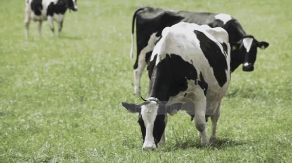 国际妈咪热销奶粉,德国爱他美奶粉质量好不好