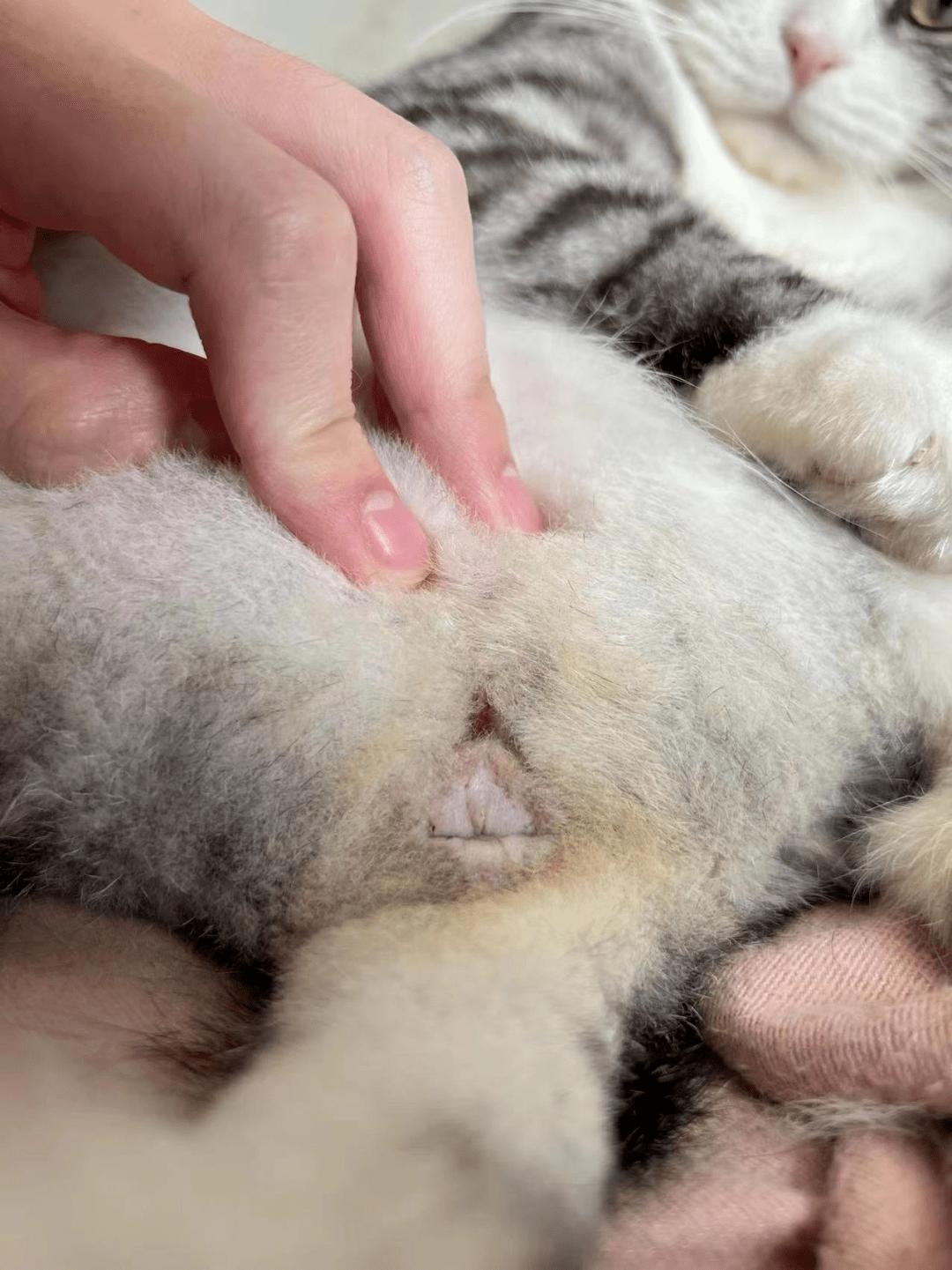 铲屎官有哪些难题,猫咪尿路感染缓解猫咪的小妙招