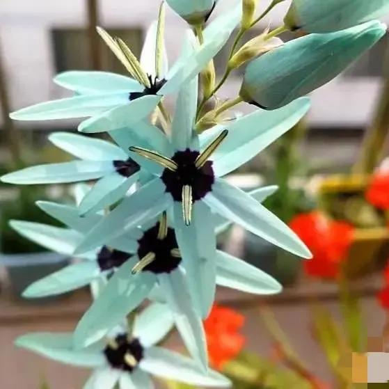 罕见漂亮的鲜花,全球最漂亮的鲜花