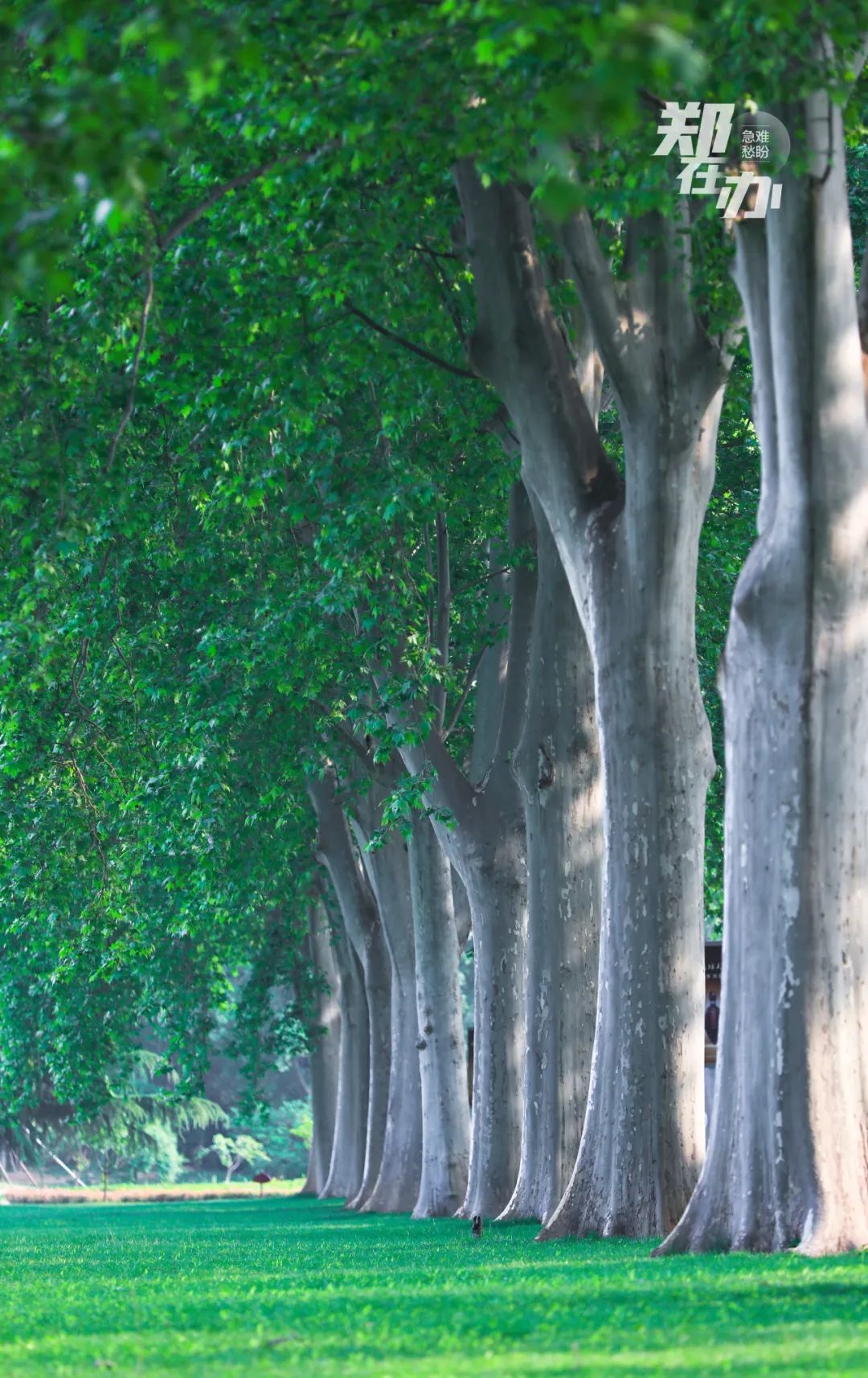 郑州哪个地方最适合春游,3月春游好去处郑州