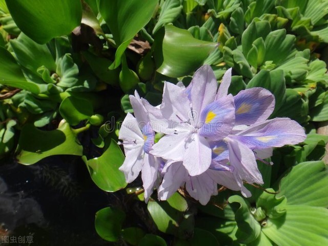 土池养黄鳝一亩需要多少种苗,水泥池塘养殖黄鳝