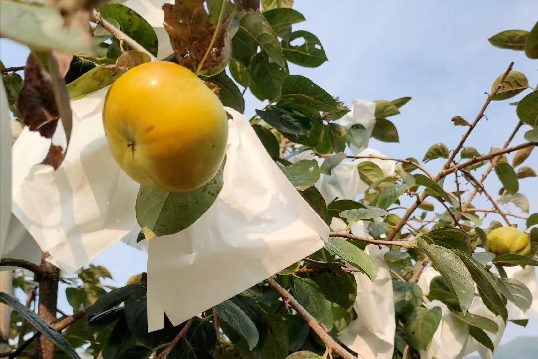 日本“地狱级难度”水果，我国用了17年没能摆平，太秋柿有多难种