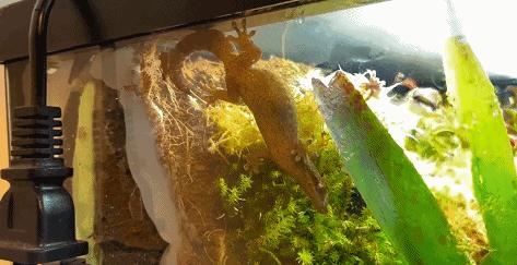 在卧室造一片弱肉强食的危险雨林，会打雷还真的会下雨