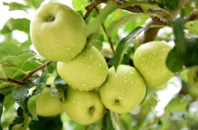 小金县扶贫,小金助力三农