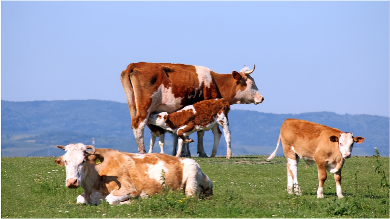 牛犊的饲养管理方法有哪些,牛犊怎么育肥最好