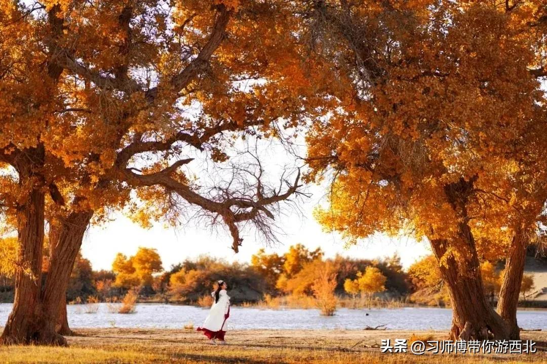 醉美胡杨深度游,额济纳胡杨林旅游攻略