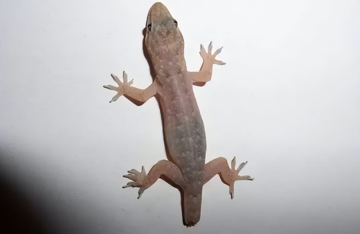 五毒之一的壁虎,有几些壁虎是有毒的