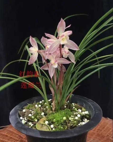 兰花品种大全四川,兰花品种鉴别方法